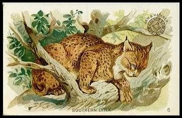 6 Southern Lynx